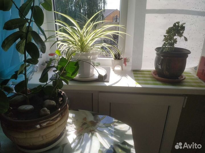 Хлорофитум