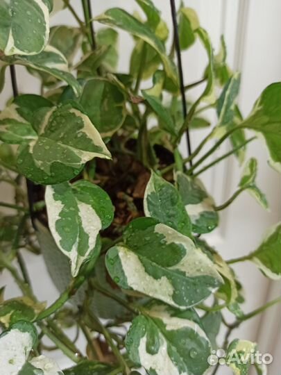 Сциндапсус N'Joy (взрослое растение)