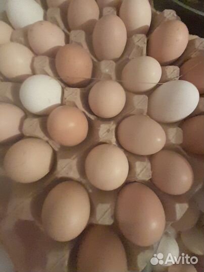 Домашние инкубационные яйца