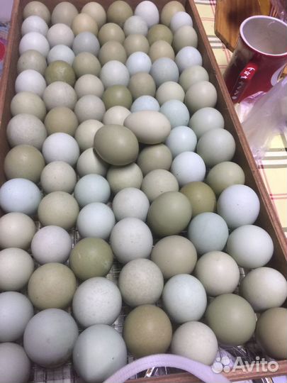 Синь Синь Дянь