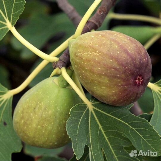 Саженцы инжира