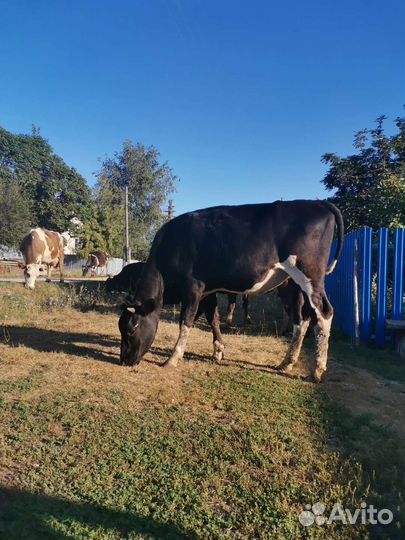 Тёлка нетель