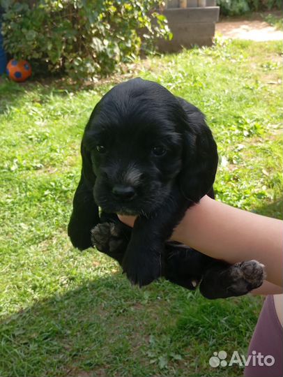 Продам щенков русской спаниель