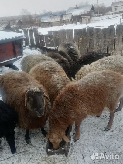 Эдельбаевские овцы