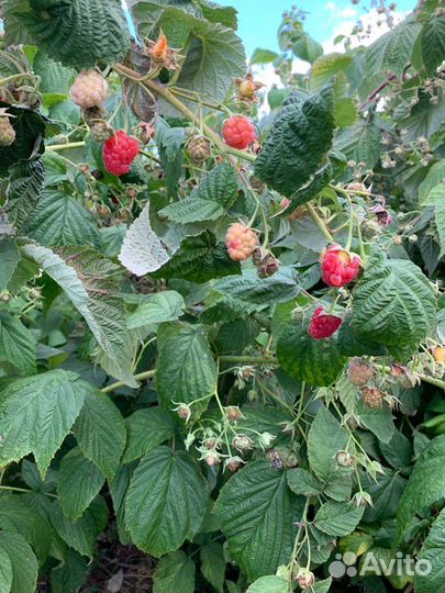 Саженцы малины и ежевики