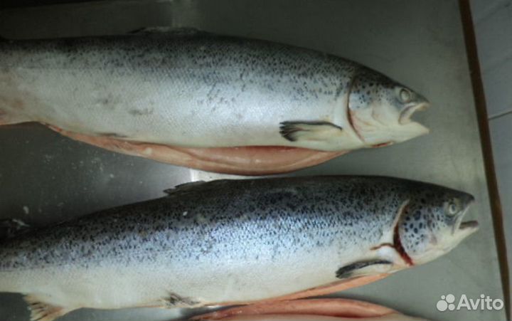 Лосось свежемороженый, тушка 2-3 кг