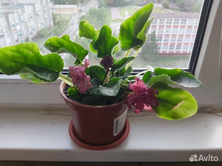 Фиалки Сердце матери