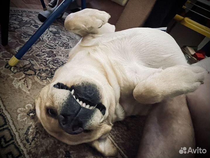 Лабрадор вязка (кобель)