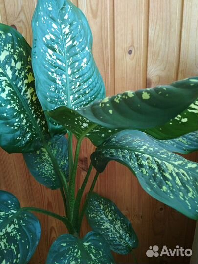 Диффенбахия