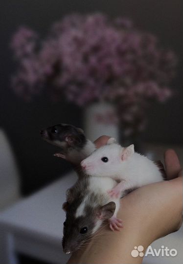 Крысята дамбо Декоративная крыса