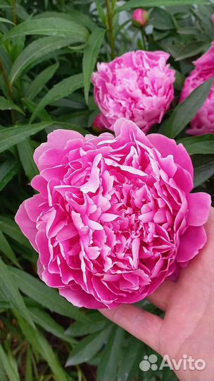 Пионы саженцы