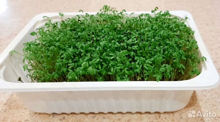 Микрозелень