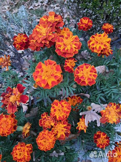 Гидролат бархатцев