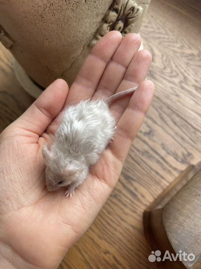 Мышь сатиновая/кудрявая Texel (Тексель)