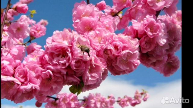 Миндаль.Сакура.Гибискус.Сирень.Желт.Роз.Япон.Спрей