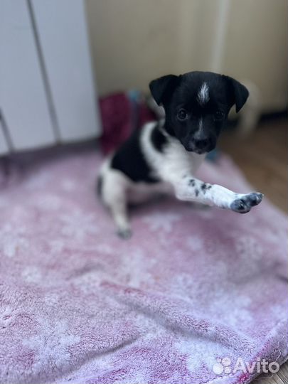 Щенок девочка,в добрые руки