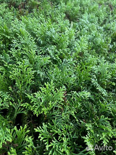 Черенки туи смарагд