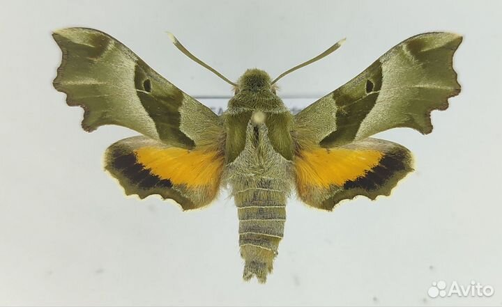 Бражник прозерпина