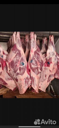 Говядина домашняя, мясо телятина