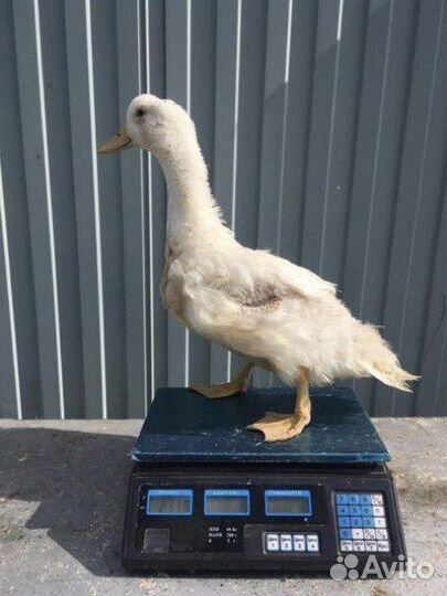 Куры молодки несушки, бройлеры, утки, муларды