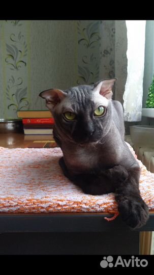 Донской сфинкс вязка