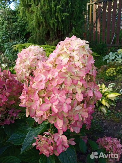 Гортензия метельчатая