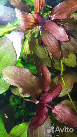 Эхинодорус малый медведь