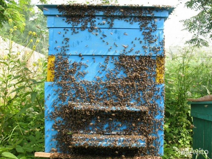 Продам семьи пчёл, улья, медогонку