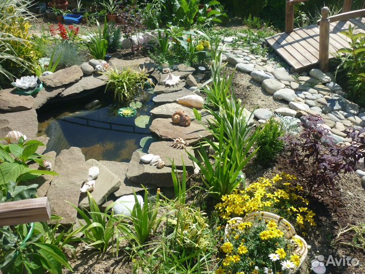 Продаю гамбузии