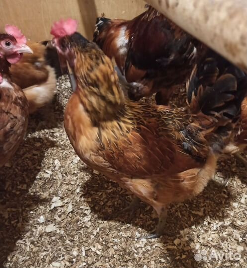 Инкубационное яйцо брессгалльских и синь-синь-дянь