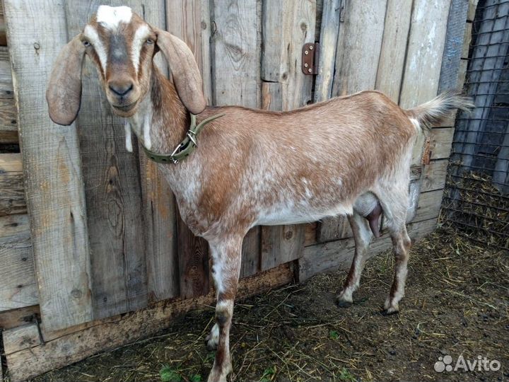 Козел Битал Камори, Козы нубийские