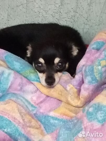 Русский той терьер