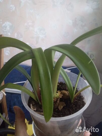 Гиппеаструм амариллис