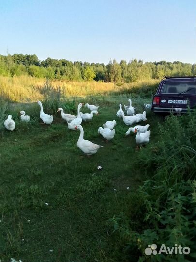 Гуси гусята, утята, цыплята