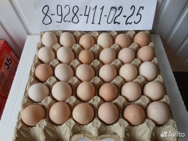 Инкубационное яйцо Орпингтон (палевый)