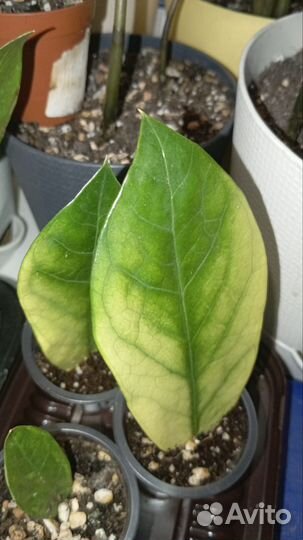 Продам набор замиокулькасов