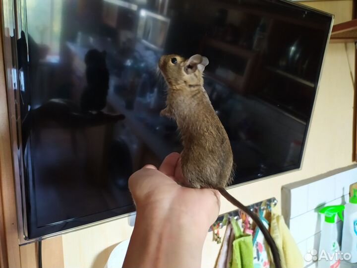 Белка дегу с клеткой