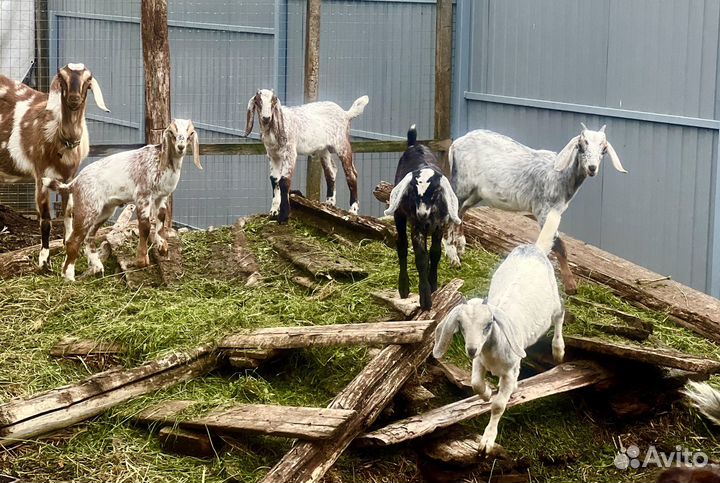 Продам англо нубийских коз, козлят