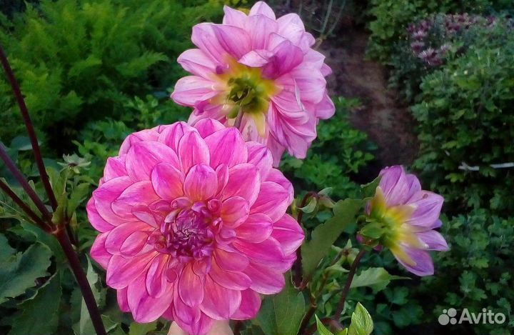 Георгин сиреневый