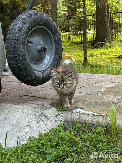 Кошечка в добрые руки