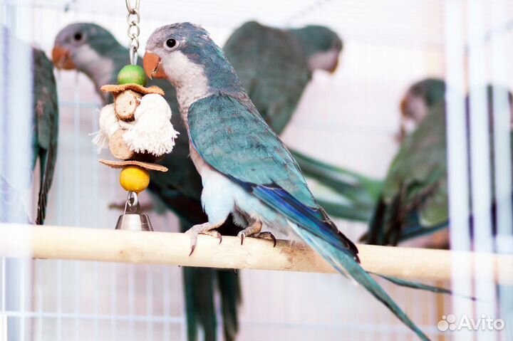 Птенцы калита, квакер, монах