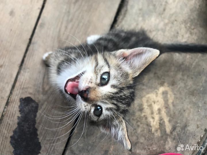 Котята в добрые руки девочки