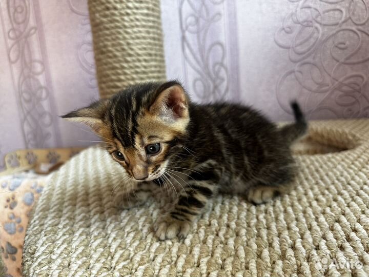 Бенгальские котята