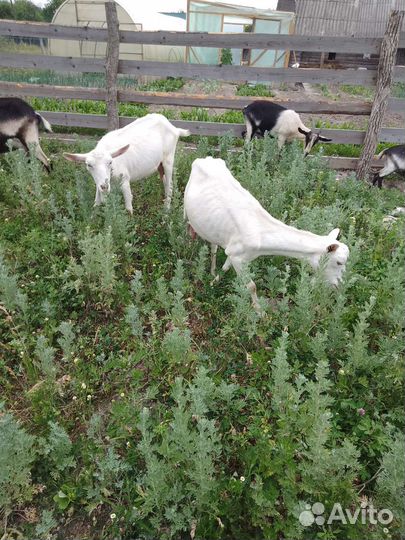 Козы зааненский две за 25 тыс
