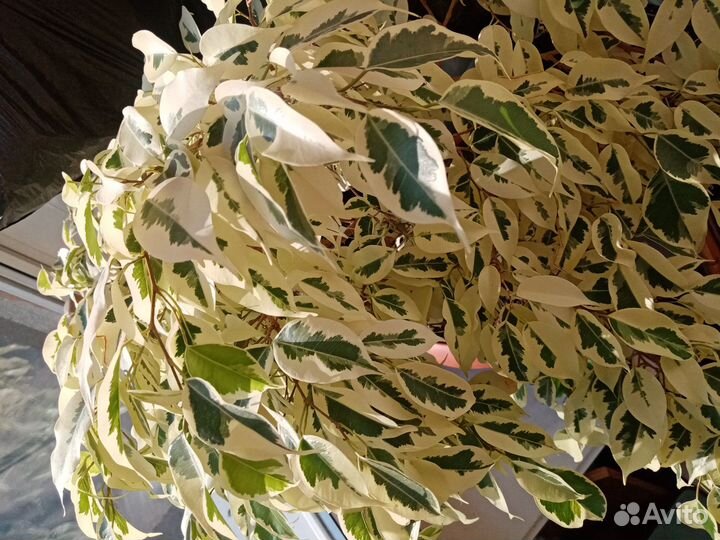 Фикус Бенджамина Старлайт, 10 лет