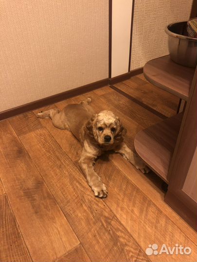 Продам кокер спаниель