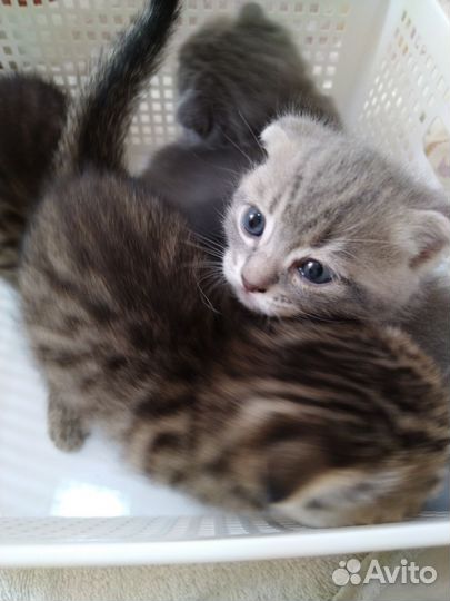 Шотландские котята