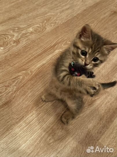 Отдам котенка в добрые руки