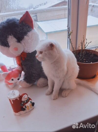 Шотландский вислоухий кот