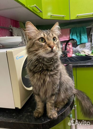 Котик ищет дом